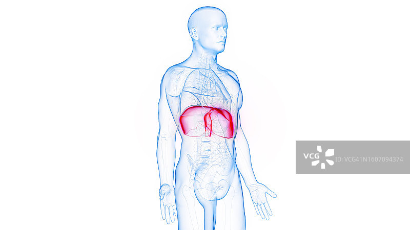 膈膜，图示图片素材