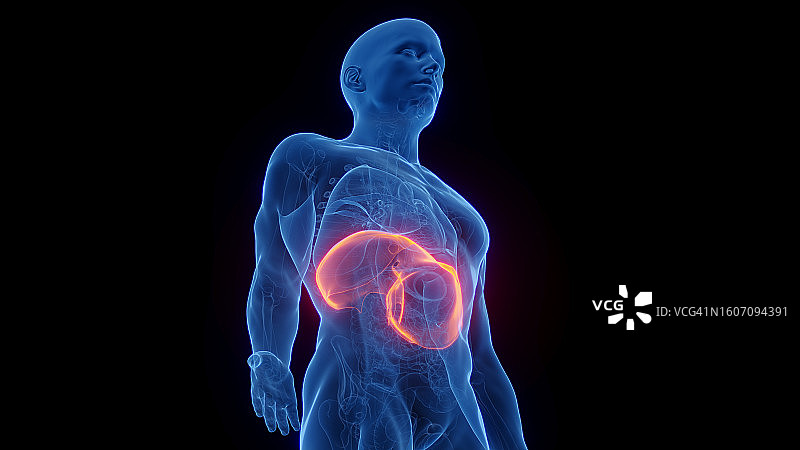 膈膜，图示图片素材