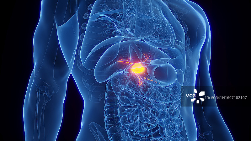 胆囊插图图片素材