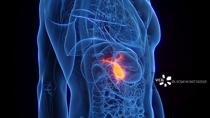 胆囊插图图片素材