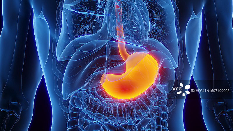 胃、插图图片素材