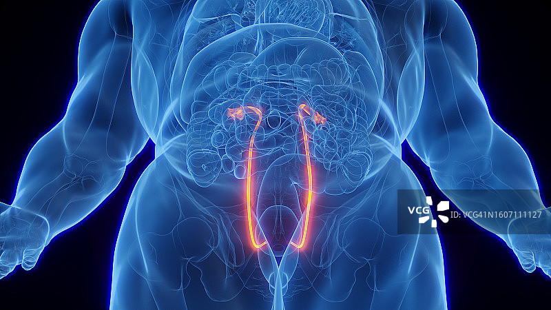 输尿管，图示图片素材