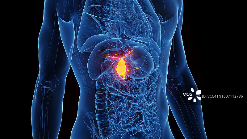 胆囊插图图片素材