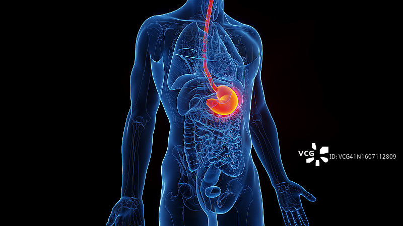 胃、插图图片素材
