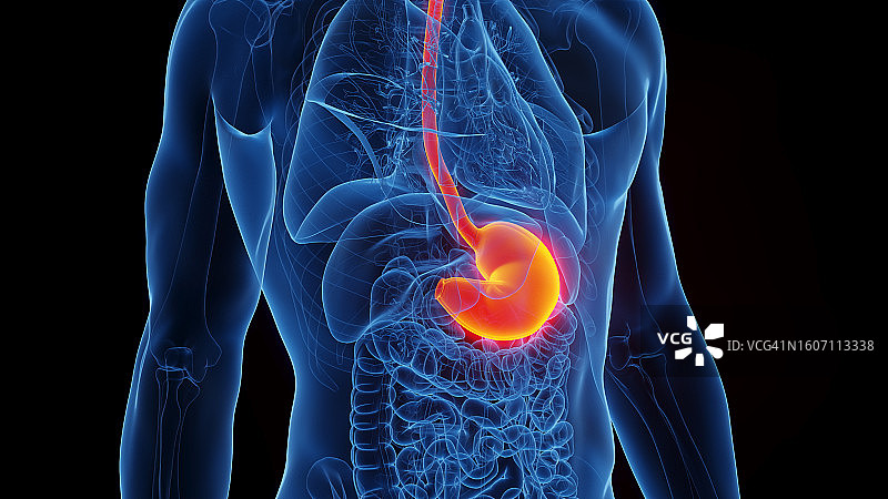 胃、插图图片素材