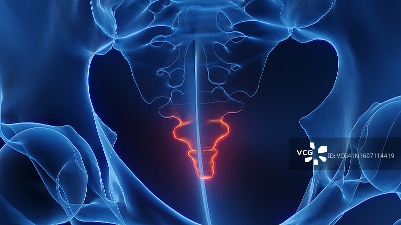 尾骨发炎插图图片素材