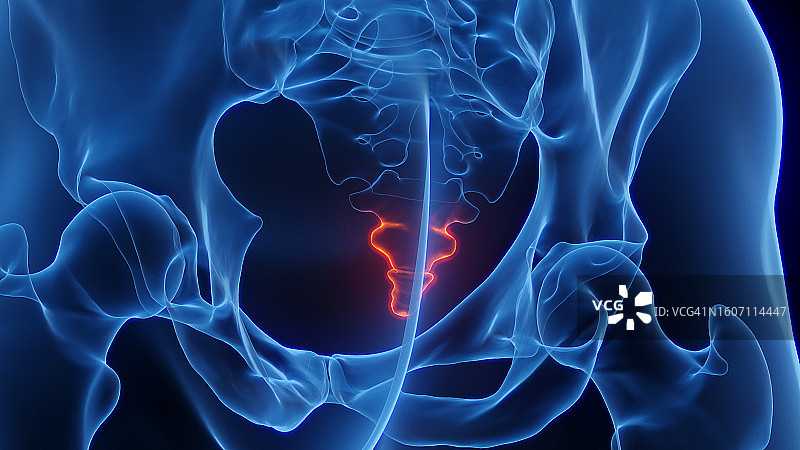 尾骨发炎插图图片素材