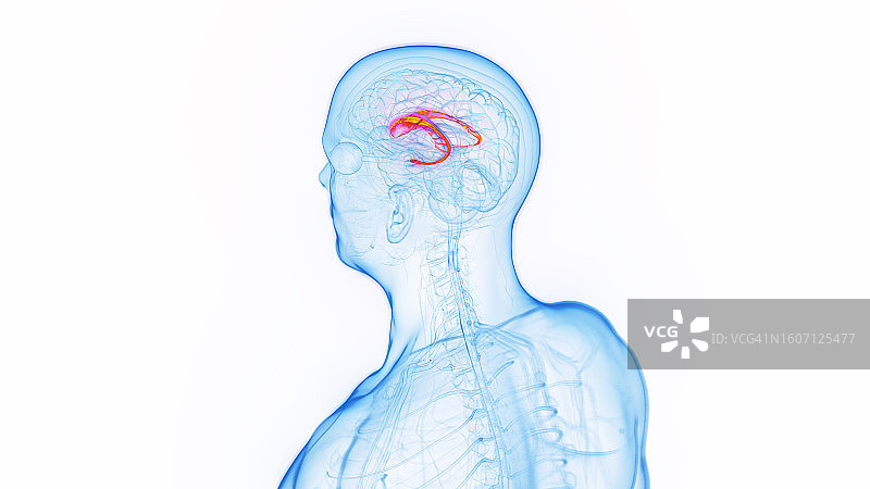 尾状核图示图片素材