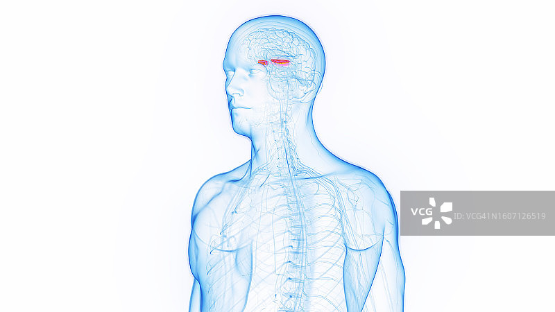 内侧苍白球插图图片素材
