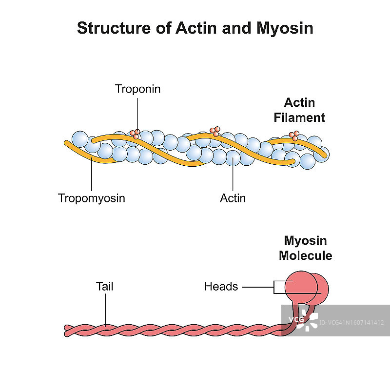 肌动蛋白和肌球蛋白丝结构图图片素材