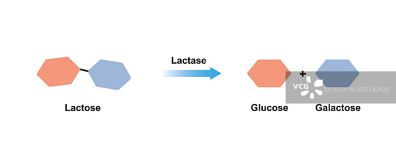 乳糖酶作用示意图图片素材
