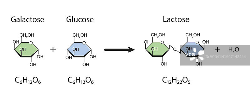 乳糖的形成，图示图片素材