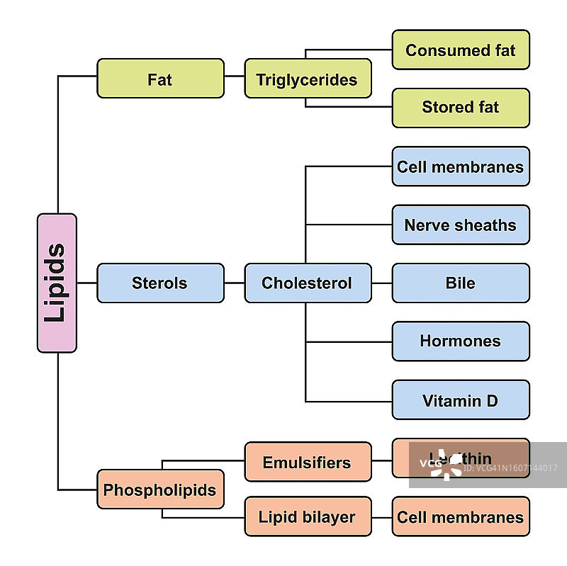 脂类分类图表，图示图片素材