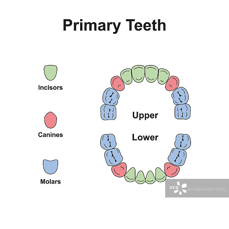乳牙插画图片素材