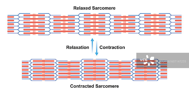 收缩和舒张的肌小节图示图片素材