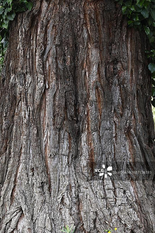 巨杉树干图片素材