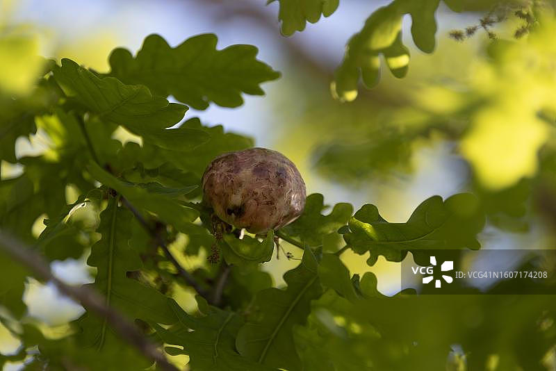 橡树瘿，也称没食子，生长在橡树上，由瘿蜂的受精卵产生，德国梅克伦堡-西波美拉尼亚图片素材