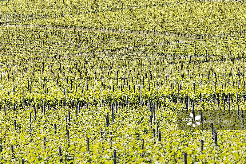 德国巴登-符腾堡州海尔布隆附近的春季葡萄园风光图片素材