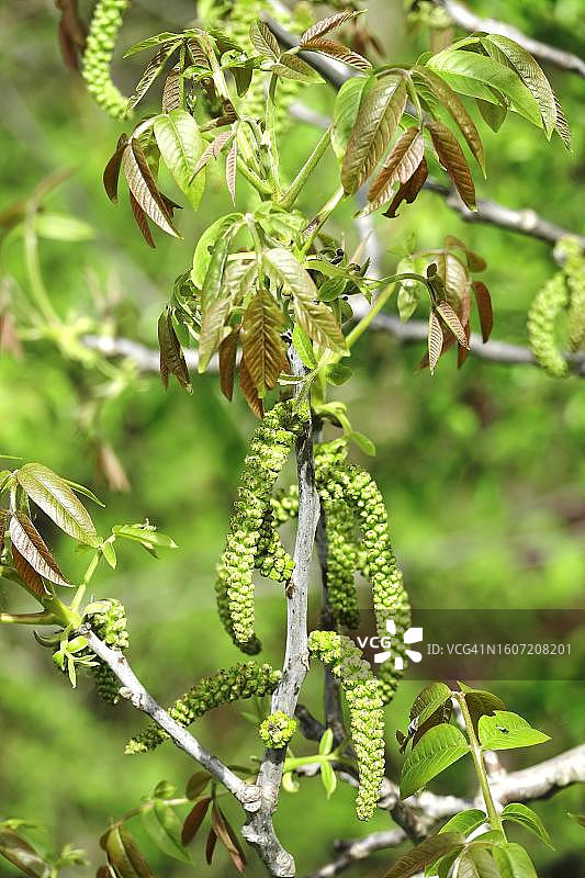 波斯核桃（Juglans regia），五月，德国图片素材