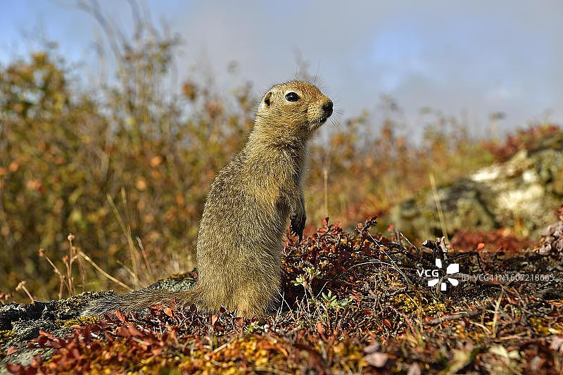 站在秋色苔原上的北极地松鼠——美国阿拉斯加图片素材