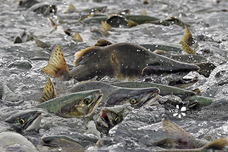 大量粉色鲑鱼（Oncorhynchus gorbuscha）洄游至产卵地，美国阿拉斯加威廉王子湾图片素材