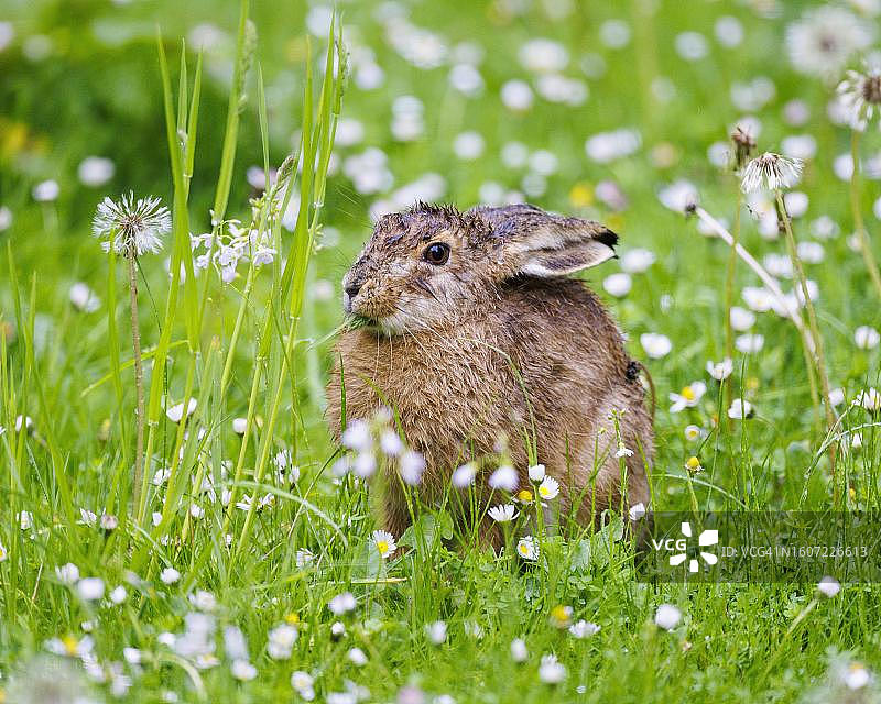 欧洲野兔，德国图片素材