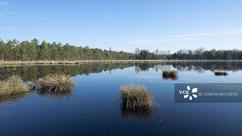 德国下萨克森州Grosses Moor自然保护区的荒地景观图片素材