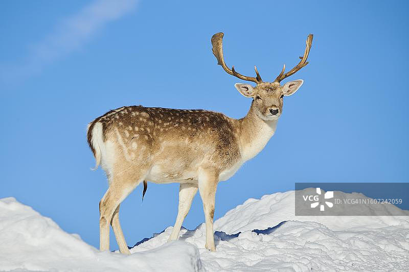 奥地利蒂罗尔州基茨比厄尔野生公园雪地草甸上的欧洲黇鹿图片素材