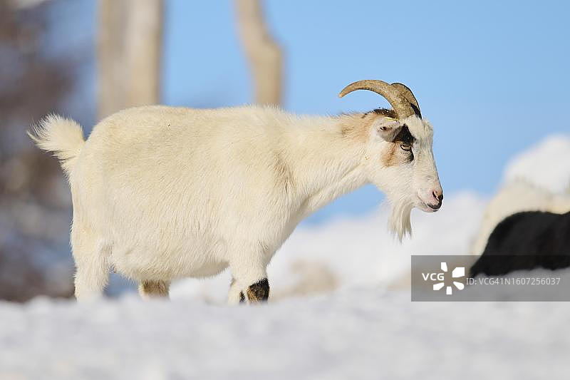 冬季雪地草甸上的家山羊图片素材