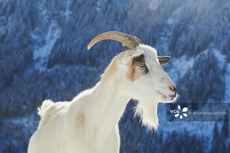 家山羊 портрет，奥地利蒂罗尔州基茨比厄尔野生动物园雪景图片素材