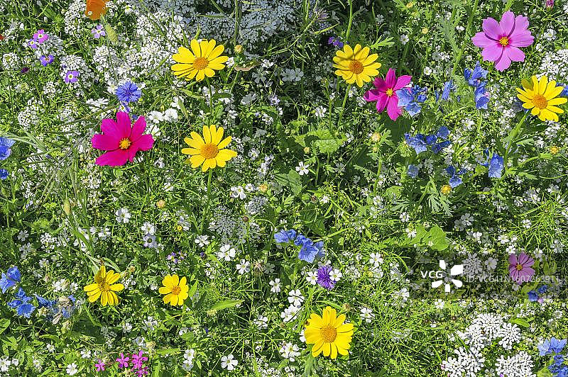 夏季草甸：墨西哥紫菀和金色玛格丽特，阿尔高，巴伐利亚，德国图片素材