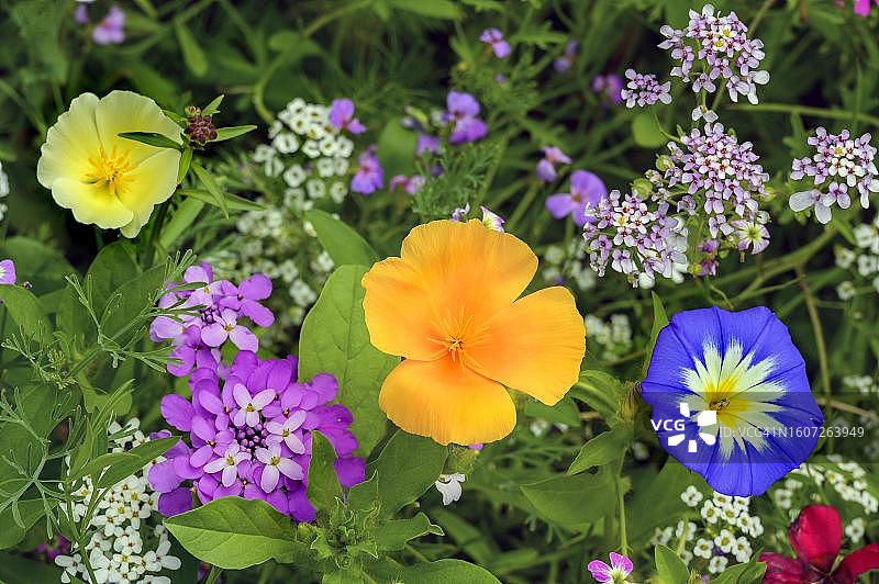 德国巴伐利亚州盛开的夏日草甸图片素材