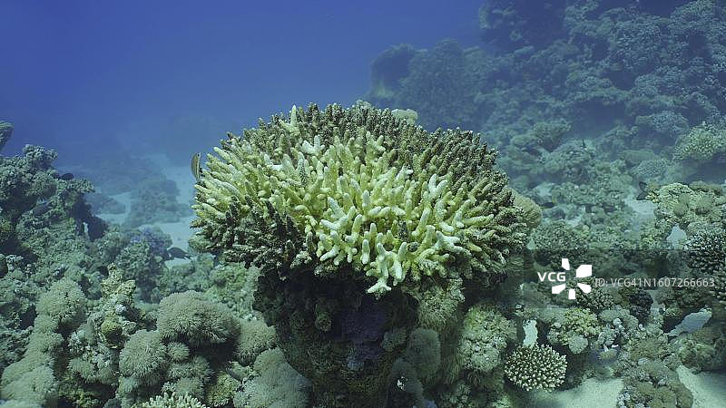 气候变化和全球变暖导致海水过度升温，珊瑚白化死亡。埃及萨法加红海的脱色珊瑚图片素材