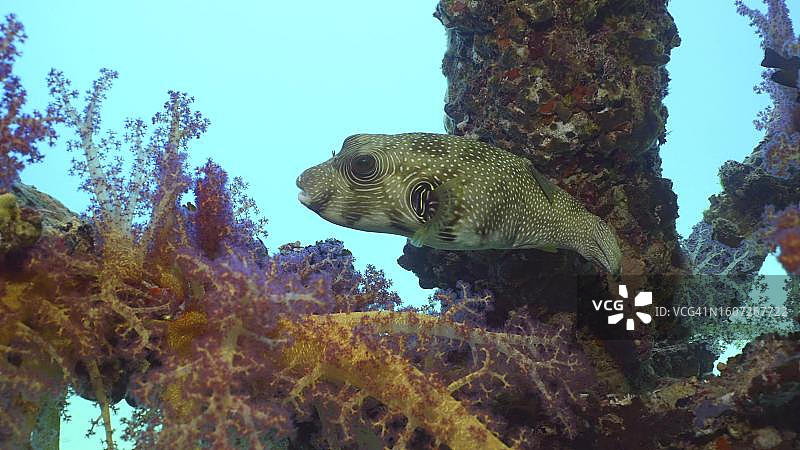 红海萨法加，软珊瑚旁边的白点多鳍鲀特写图片素材