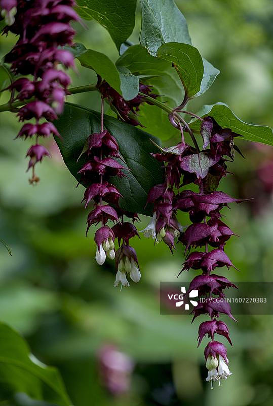 北莱茵-威斯特法伦的焦糖灌木图片素材