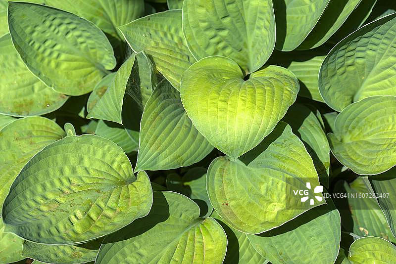 德国巴伐利亚的玉簪叶图片素材