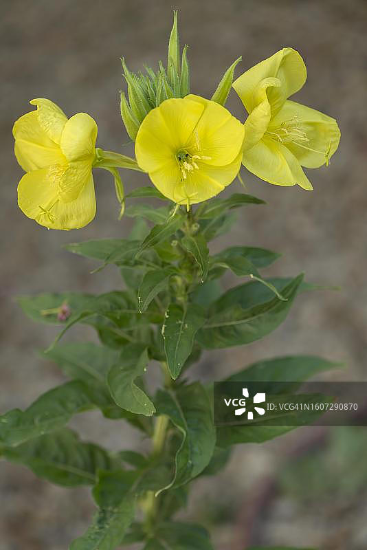 德国巴伐利亚州月见草图片素材