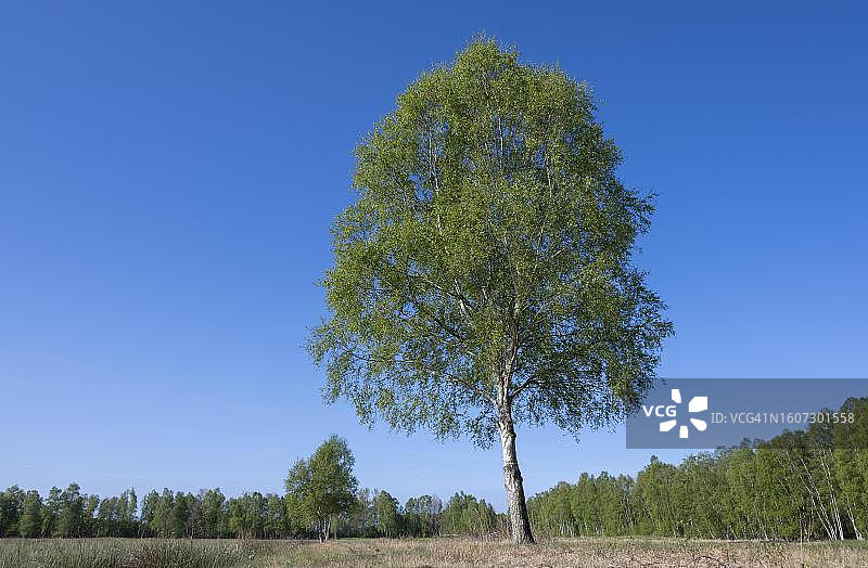 德国下萨克森州春天草地上的毛桦图片素材