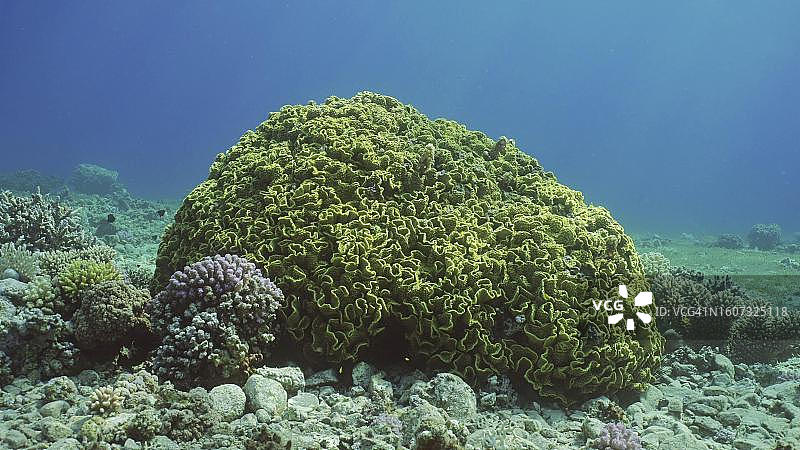 阳光明媚的红海海底的珊瑚或卷曲涡形珊瑚图片素材