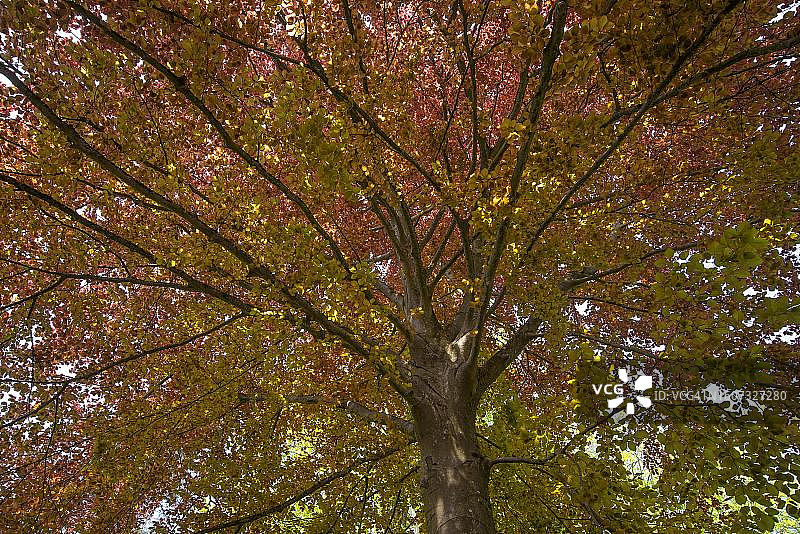 德国巴登-符腾堡的欧洲山毛榉，秋季的彩色树叶图片素材