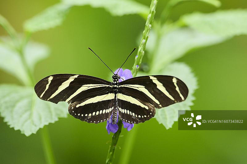 长翅斑蝶在德国的人工饲养花朵上图片素材