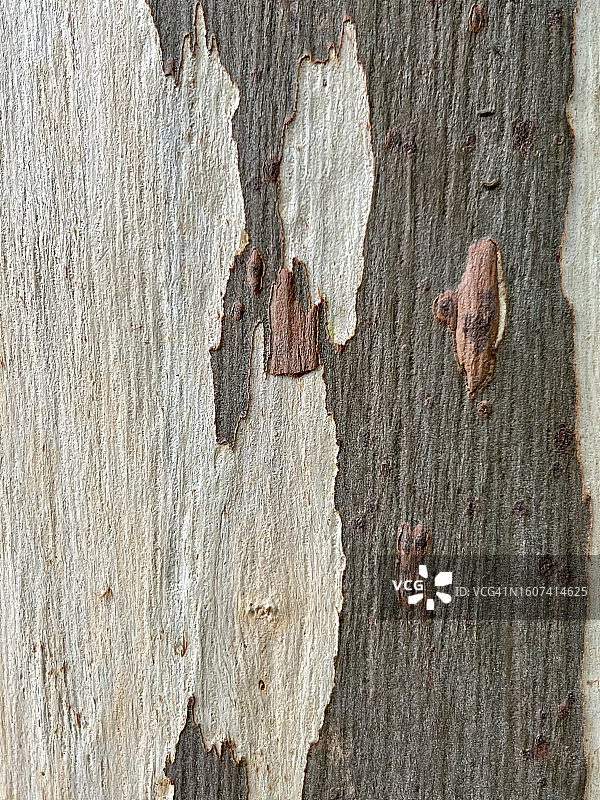 柠檬桉树皮特写图片素材