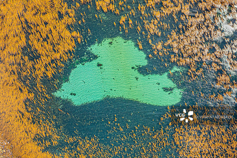 从上方拍摄的海藻，英国康沃尔郡锡利群岛图片素材