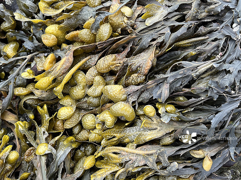 墨角藻特写，一种常见于大西洋北部沿岸的褐色藻类图片素材