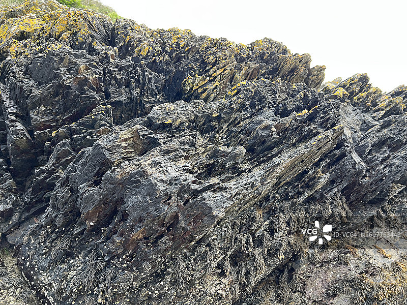 墨角藻，一种常见于大西洋北部沿岸的棕色藻类，紧贴海岸线岩石图片素材