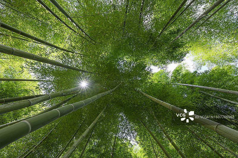 夏季绿色竹林，自然生态，底部视角图片素材