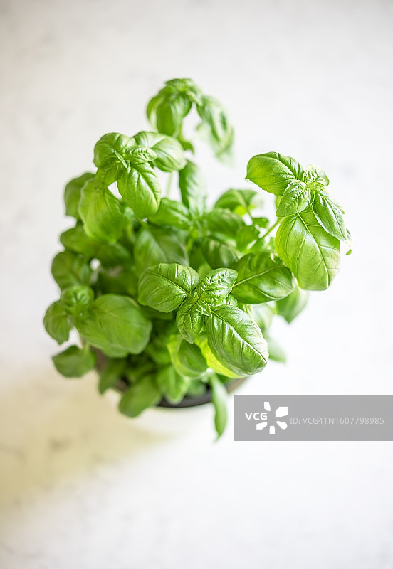 白色背景下的盆栽罗勒图片素材