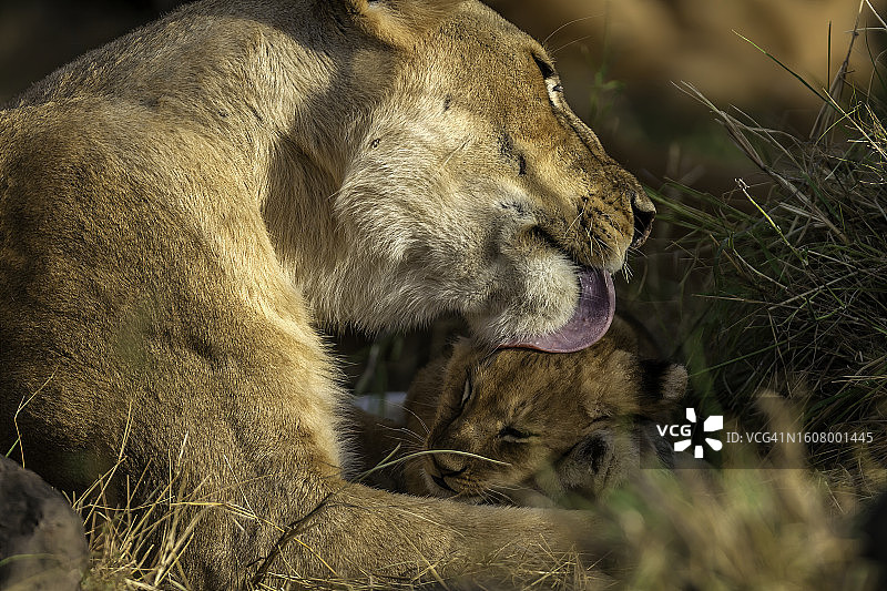 马赛马拉草原上，母狮给幼狮梳理毛发图片素材