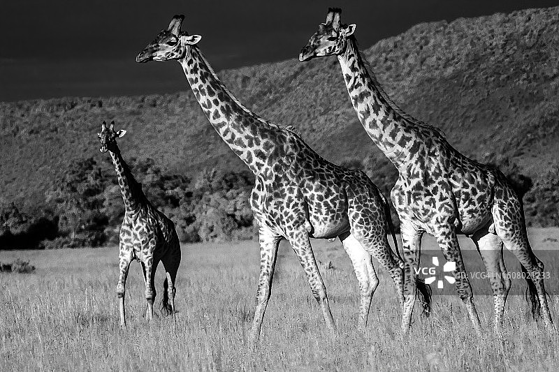 行走在马赛马拉稀树草原上的马赛长颈鹿图片素材