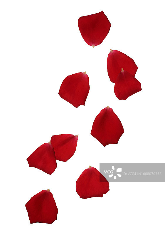 白色背景上飘落的红色玫瑰花瓣图片素材